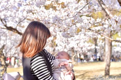 桜と妻と息子