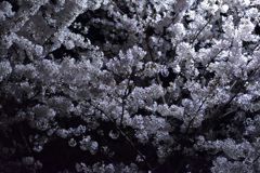 夜桜