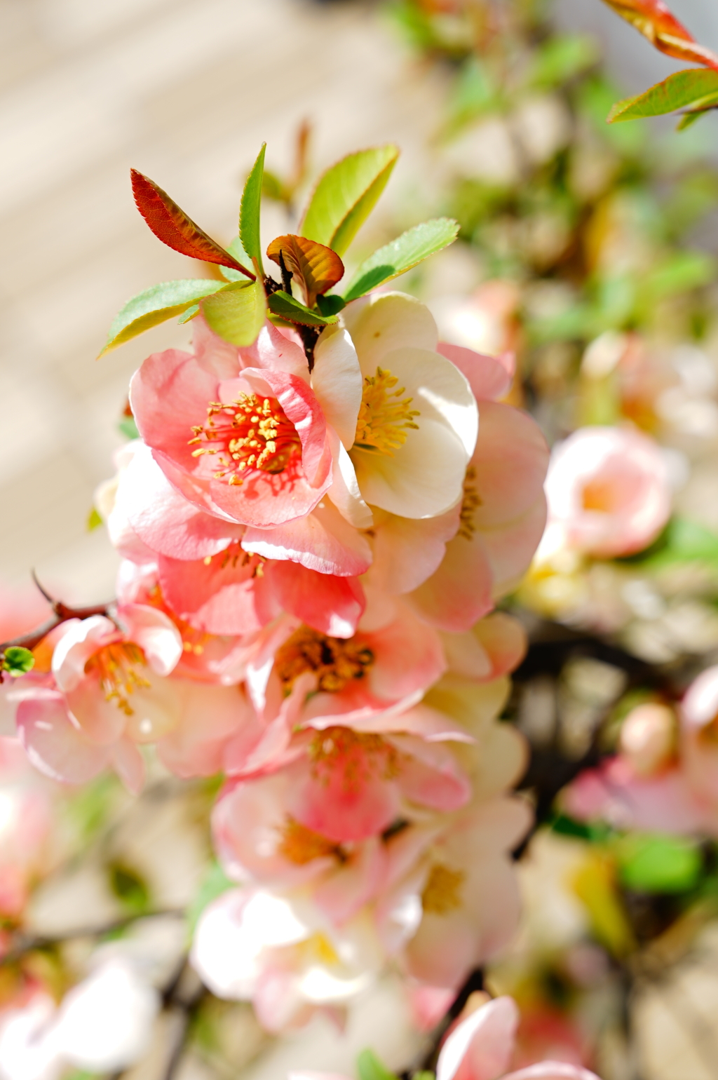 246A2904-4AE5-4AAC-9937-F954A060C4F9