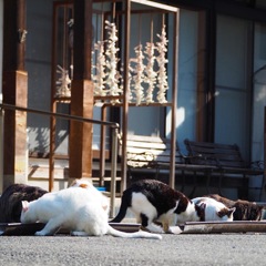 朝ごはんの猫さんたち