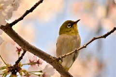 メジロと桜　4