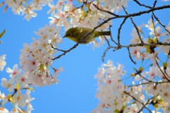 メジロと桜　1