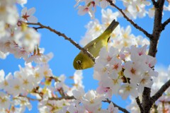 メジロと桜　5