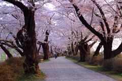 朝日の化粧桜