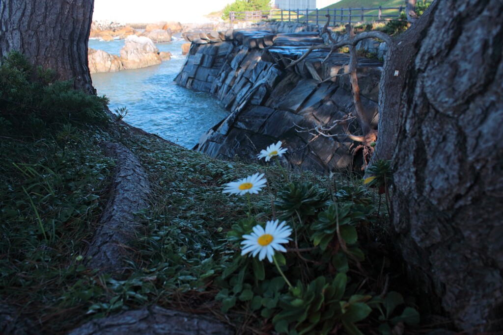 日陰に咲く花