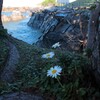 日陰に咲く花