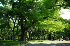 いつものコース