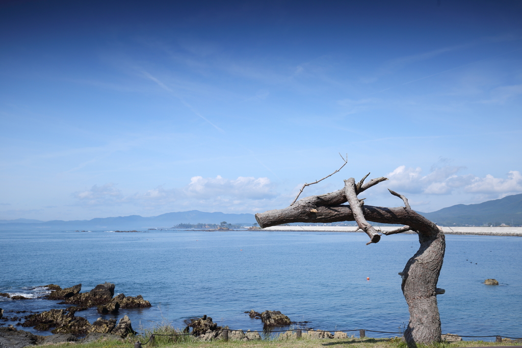 海龍木