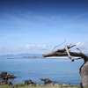 海龍木