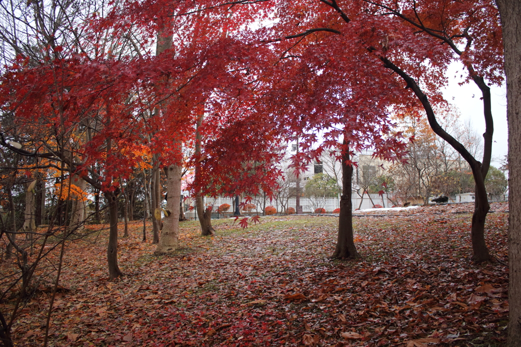 紅葉最後の輝き