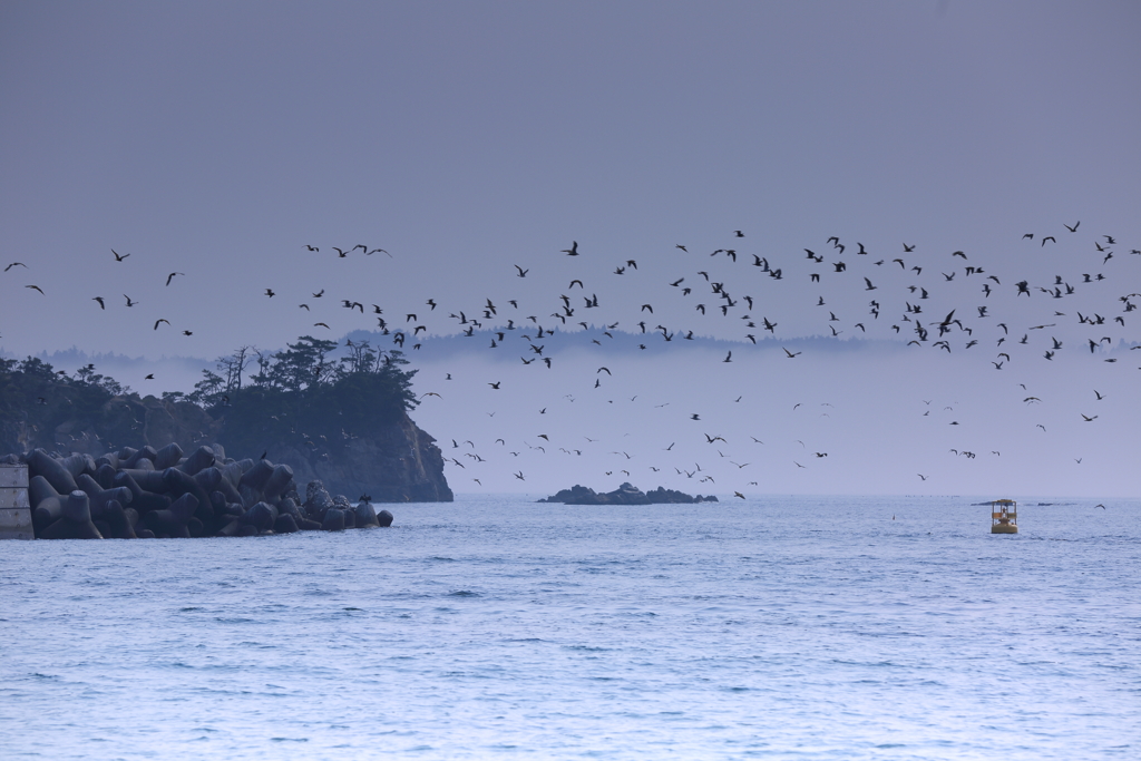 海鳥の乱舞