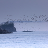 海鳥の乱舞