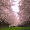 数年前の並木トンネル