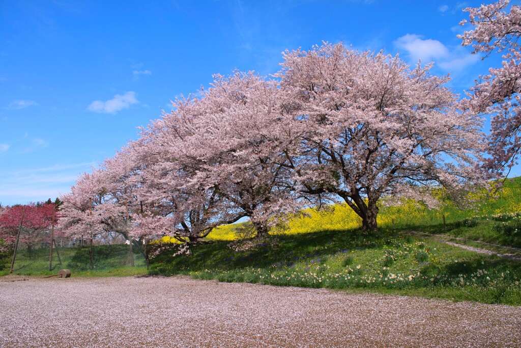 春風の締めくくりー２