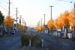 朝日に映えるイチョウ並木