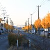 朝日に映えるイチョウ並木