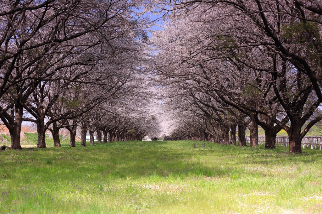 競馬場内の桜のトンネル