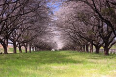競馬場内の桜のトンネル