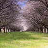 競馬場内の桜のトンネル