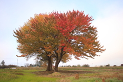 憩い場の三本木