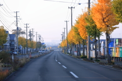 わが街街路樹