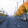 わが街街路樹