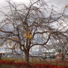 なごりの紅葉