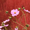 焔