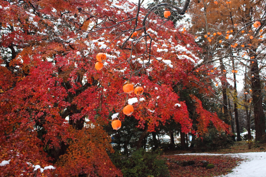 紅葉に柿