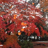 紅葉に柿