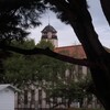 松の木で雨宿り