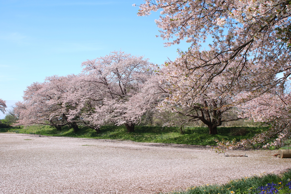桜の散り際の美