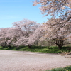 桜の散り際の美