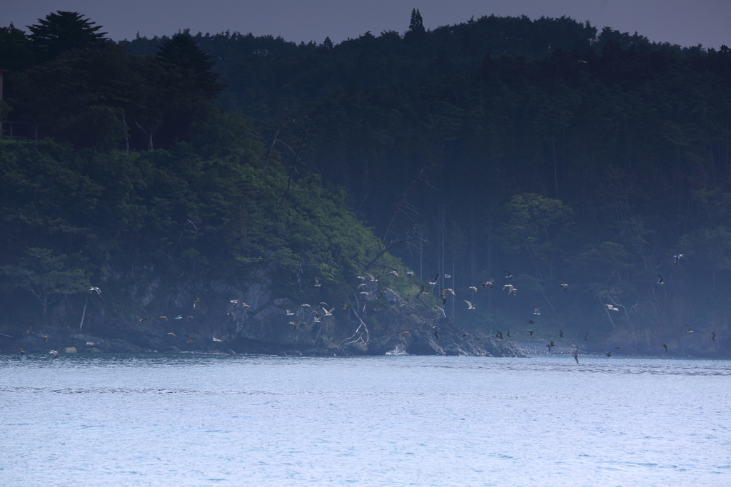 海鳥の飛翔