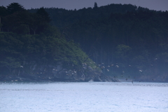 海鳥の飛翔