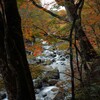 雨の紅葉