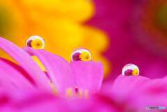 The beauty in the drops.