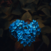 ハート紫陽花。