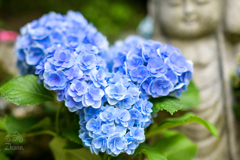 紫陽花。