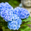 紫陽花。