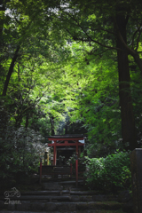 岡寺。おいなりさん