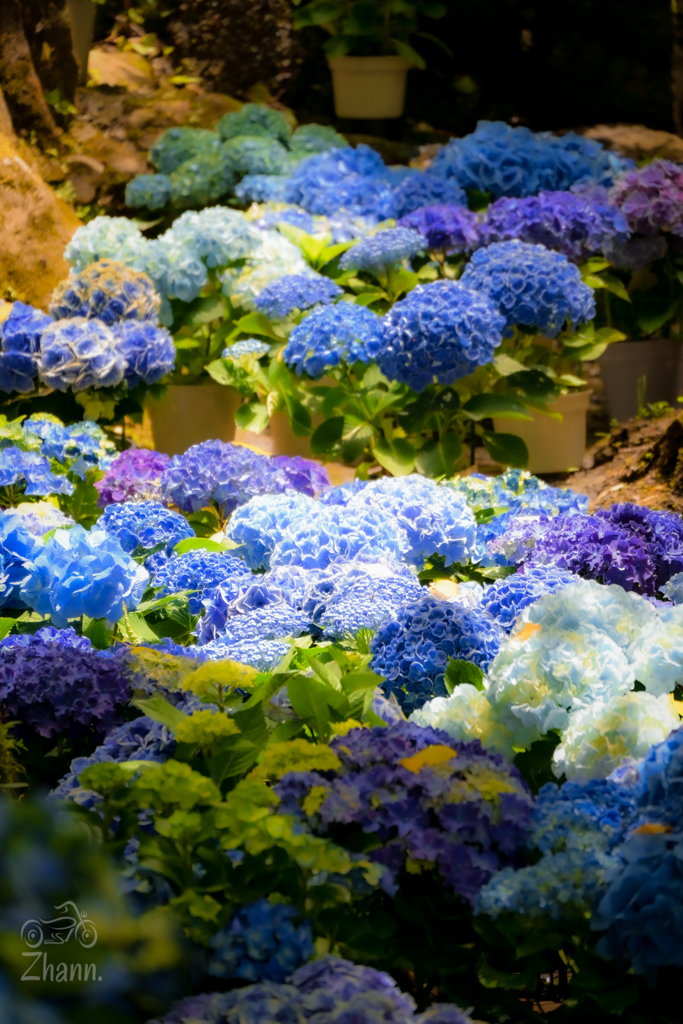 紫陽花。