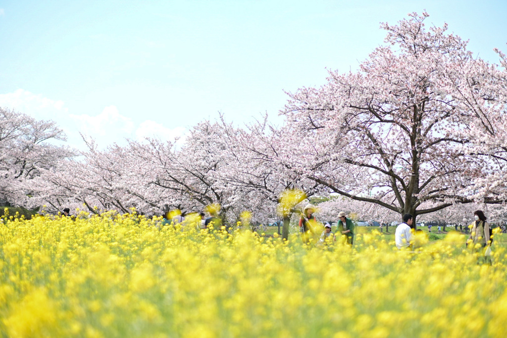 桜と菜の花。