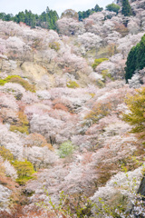 吉野の桜。