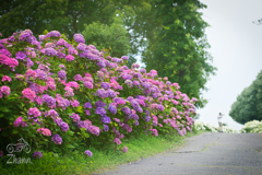 紫陽花