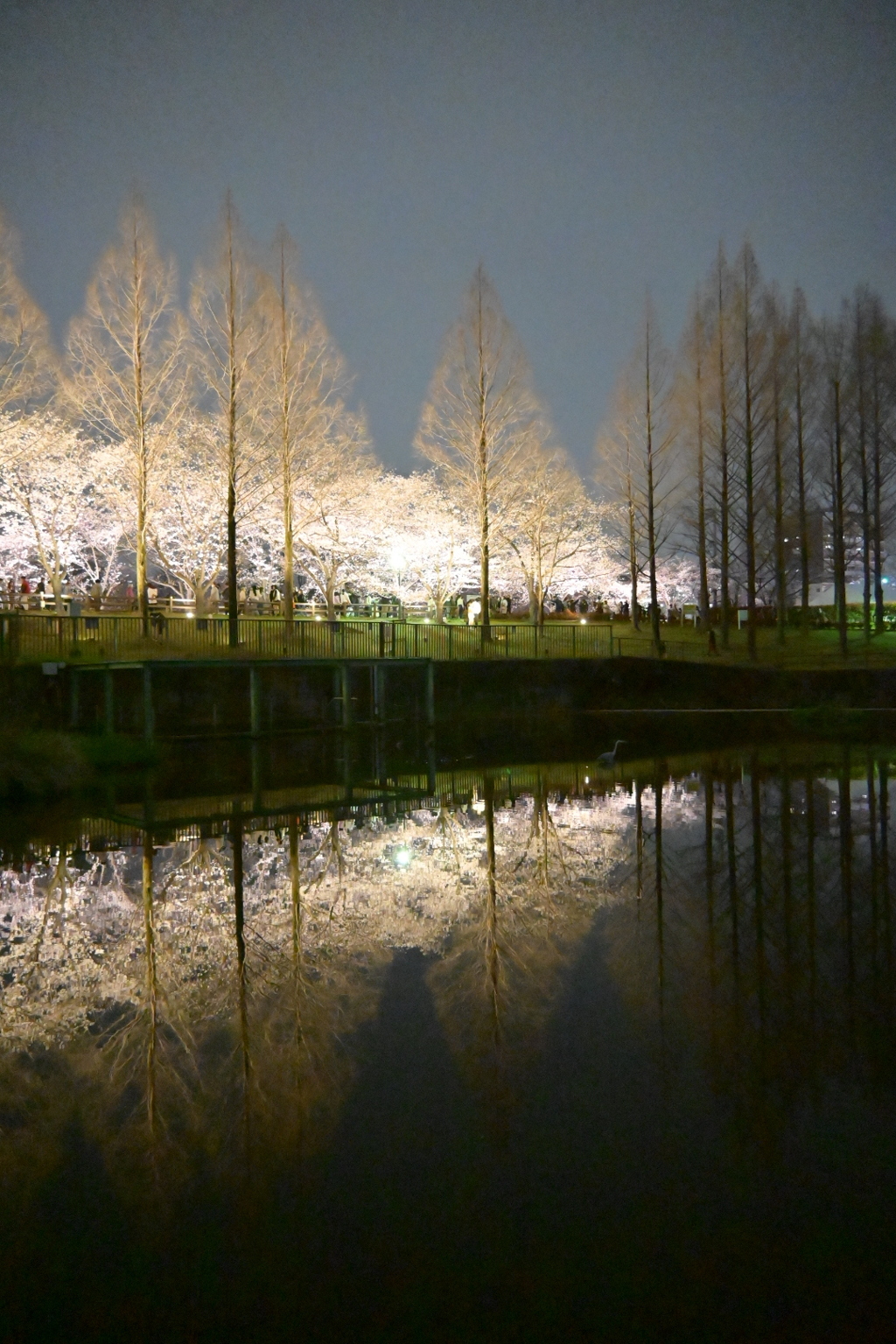 夜桜とリフレ。