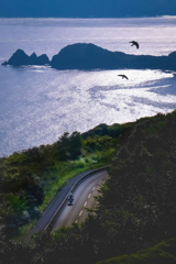 鳥舞う海岸線