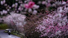 雨のち梅