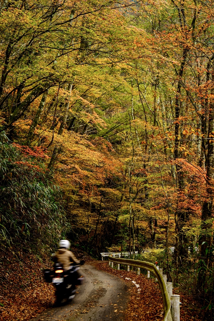 秋の細道