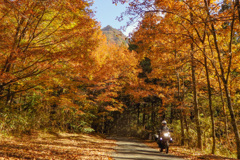 秋色の道